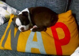 Join Trusted Housesitters — Boston Terrier cute puppy asleep on a cushion with the word "nap"
