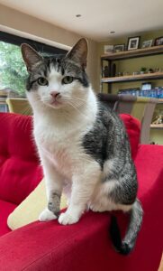 Trusted House Sitters discount link — Free pet sitters for dogs and cats — 25% off coupon